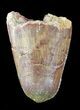 Cretaceous Fossil Crocodile (Elosuchus) Tooth - Morocco #48985-1